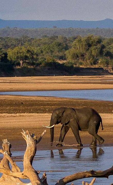 Elefant in South Luangwa in idyllischer Landschaft am Wasser in Sambia