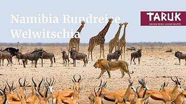 Löwe pirscht vorbei an Springböcken, Gnus und Giraffen an der weiten Pfanne des Etosha Nationalparks in Namibia