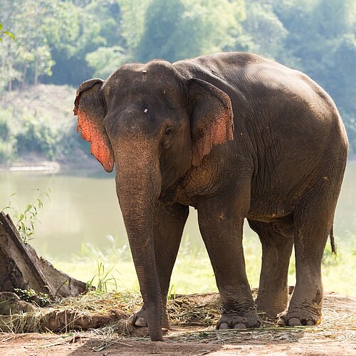 Asiatischer Elefant in Laos