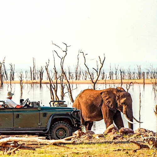 Elefant im matusadona-nationalpark auf simbabwe reise