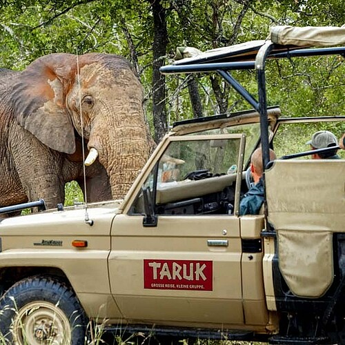 Elefant vorelaendewagen-bei safari im Kruger nationalpark auf Südafrika Reise