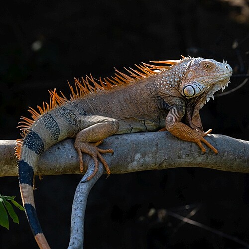 Leguan auf einem Ast in Südamerika