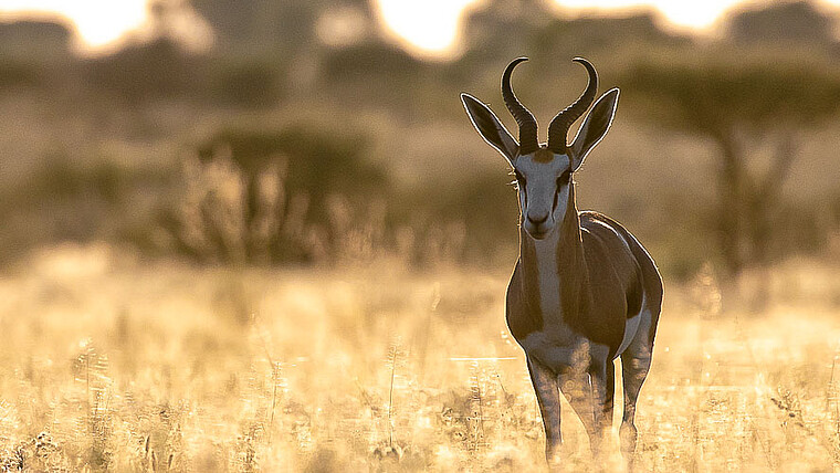 Antilope Steppengras Botswana