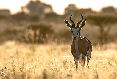 Antilope Steppengras Botswana