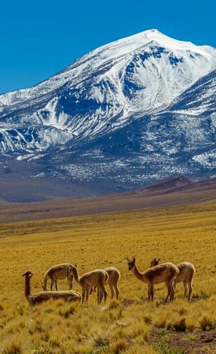 Lamas auf Wiese vor Andenbergkette in Chile