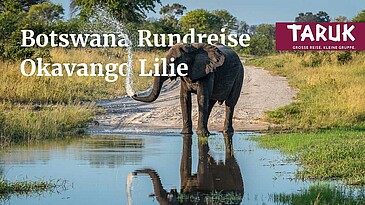 Elefant spritzt Wasser aus dem Rüssel an einem Wasserloch in Botswana