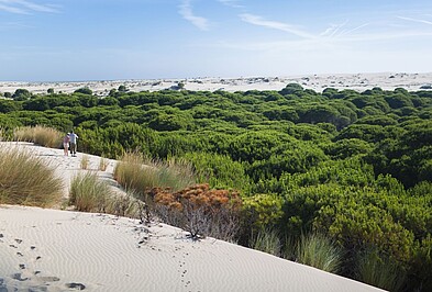 Dünen und Wald im Coto de Donana Nationalpark in Andalusien Spanien