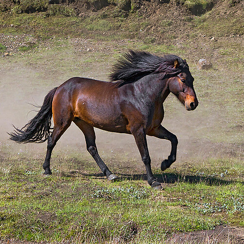 Islandpferd im galopp Island