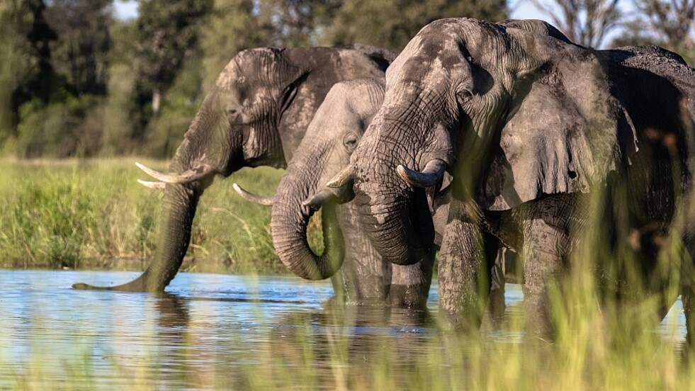 Elefant im Wasser Touristen bei Bootsafari Botswana