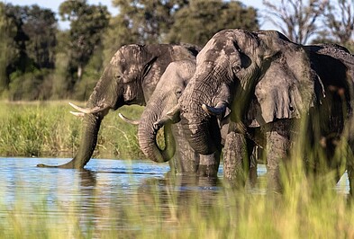 Elefant im Wasser Touristen bei Bootsafari Botswana