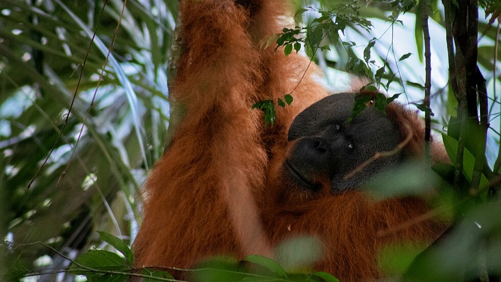 Orang-Utan-Männchen auf Sumatra in Indonesien