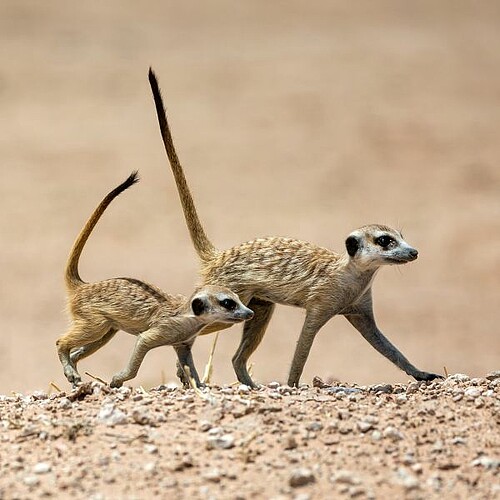 Erdmännchen in der Kalahari Wüste