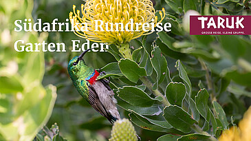 Sunbird an der gelben Blüte einer Pflanze in Südafrika