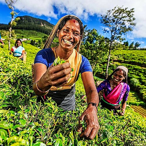 Lachende Frauen auf Teeplantage in Sri Lanka.