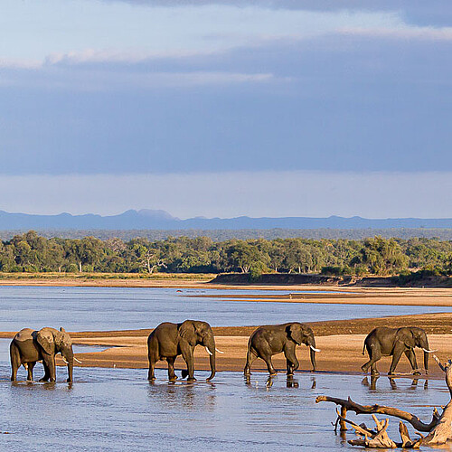 Sambia Reise Elefanten South Luangwa