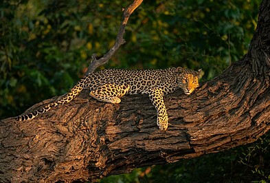 Leopard Botswana