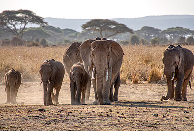 Elefantenfamilie zieht durch staubige Landschaft in Kenia