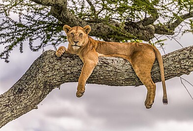 Serengeti Selous Löwe auf Baum