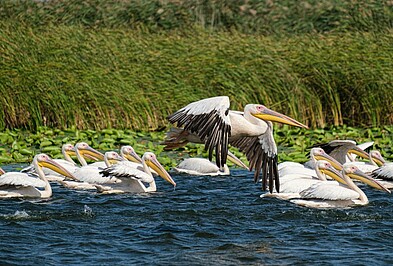 Rosapelikane im Donaudelta in Rumänien