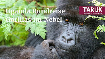 Porträt eines Gorillas im grünen Dschugel Ugandas