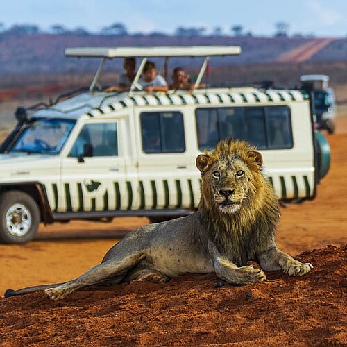 Löwe auf einer Safari in der Massai Mara in Kenia