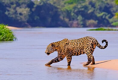 Jaguar am Wasser im Pantanal in Brasilien