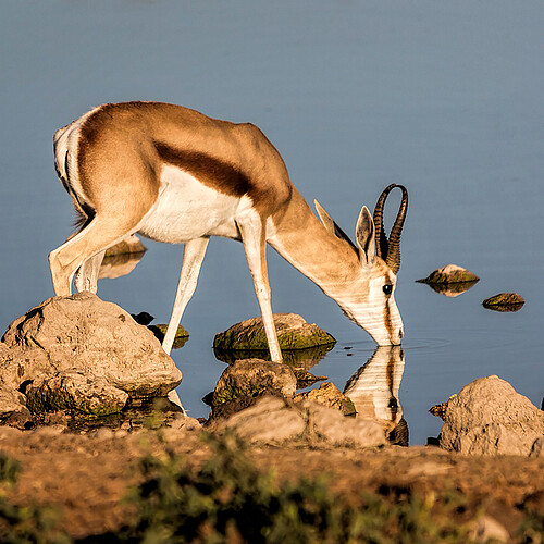 Okaukuejo Springbock Etosha Namibia