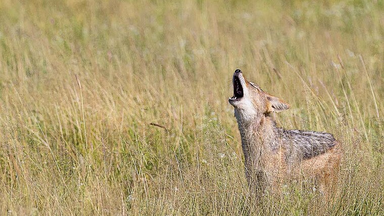 Rufender Schakal im Gras Botswana