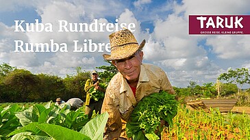 Kubaner während der Tabakernte auf einer Tabakplantage in Kuba
