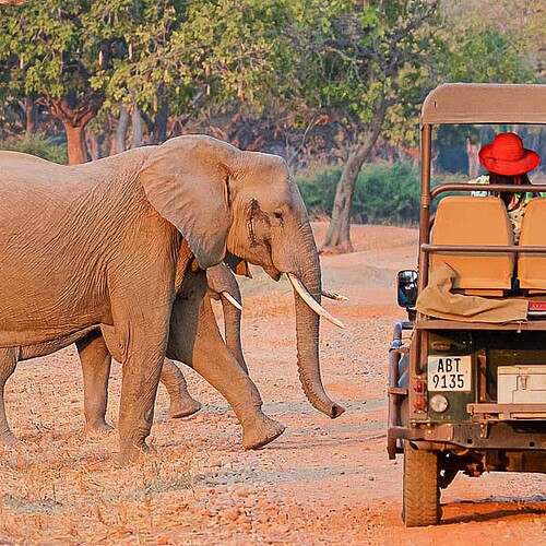Sambia-Reise-Elefant-Safariauto