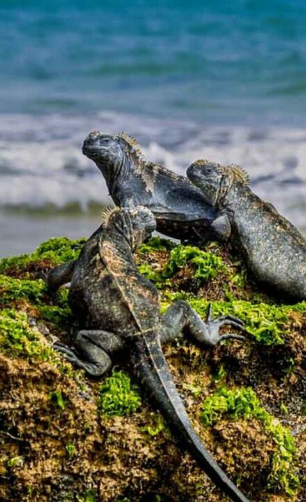 Echsen am Strand auf Felsen in Ecuador