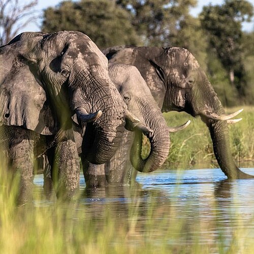 Elefanten am Wasser im Okavango Delta in Botswana