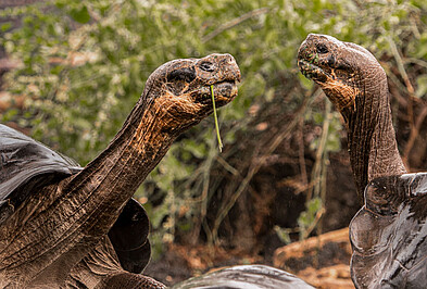 Galapagos Schildkröten Galapagos Inseln.