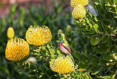 Bunter Vogel auf gelber Blüte von Fynbos an der Garden Route in Südafrika