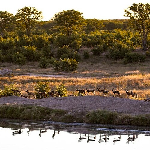 Im hwange-nationalpark game-drive-afrikanische Wildhunde auf Simbabwe Reise