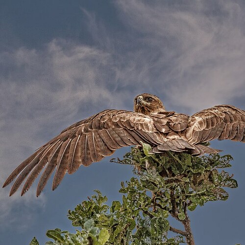 Adler im Kruger Nationalpark in Südafrika