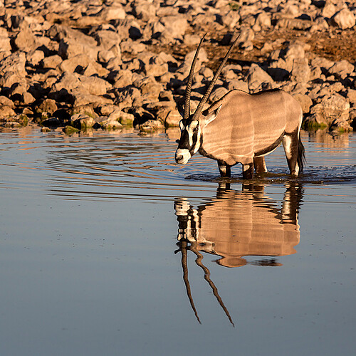 Okaukuejo Oryx Etosha Namibia