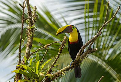 Tukan auf einem Ast in Costa Rica