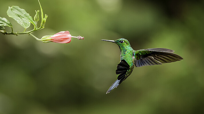 Kolibri grüner Kolibri an Blüte.