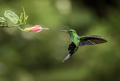 Kolibri grüner Kolibri an Blüte.