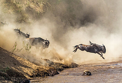 Great Migration Gnus Fluss Sprung