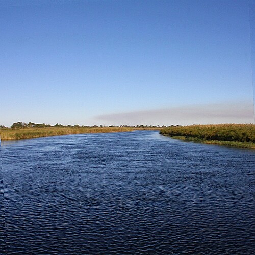 Okavango mit Papyrus im Okavango Panhandle in Botswana