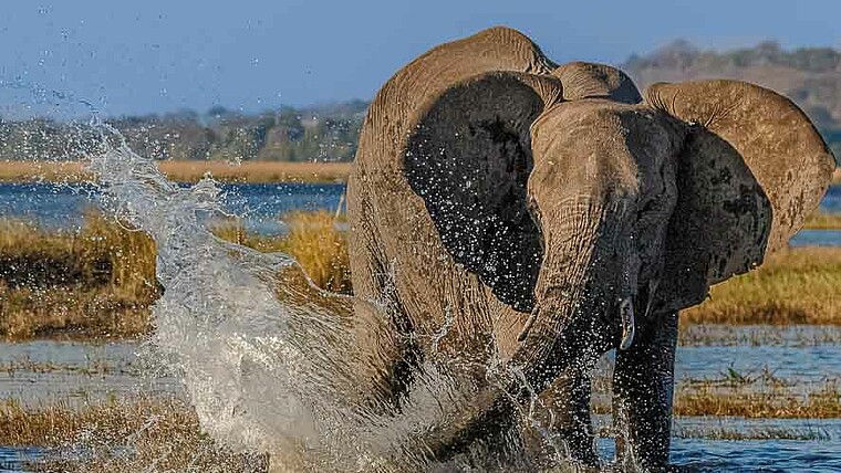 Elefant beim Baden Botswana