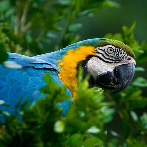 Ara im Vogelpark an den Iguazú-Wasserfällen in Brasilien