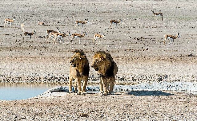 14 - Zentraler Etosha Nationalpark