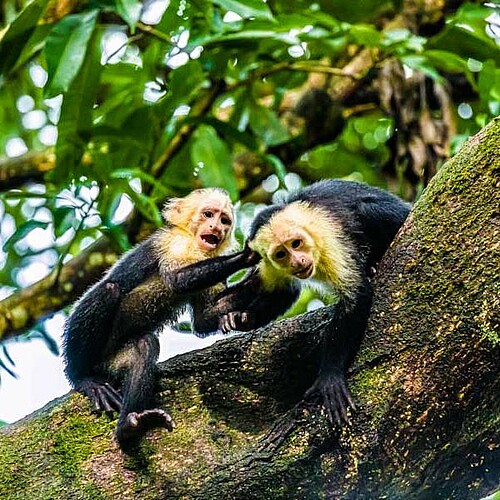 Affen in baum corcovado costa rica reise