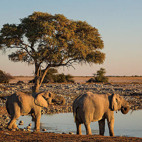 Okaukuejo Etosha Elefanten Namibia