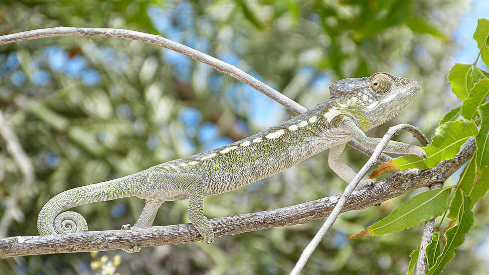 Chamäleon auf der Reise Schatzinsel in Madagaskar