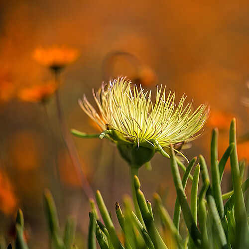 Namaqua Sokkulente Südafrika Blüte