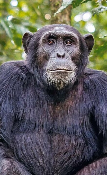 Schimpanse im dichten Regenwald in Uganda
